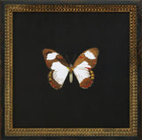 Butterflies I
