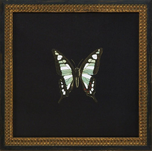 Butterflies IV
