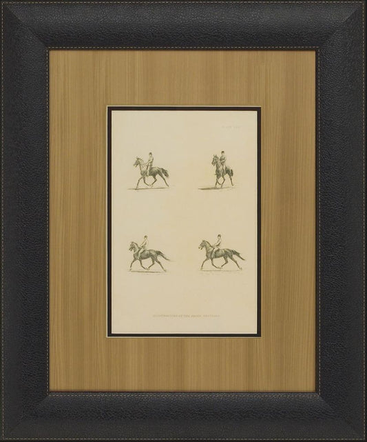 Illustration of Paces, Trotting