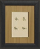 Illustration of Paces, Trotting