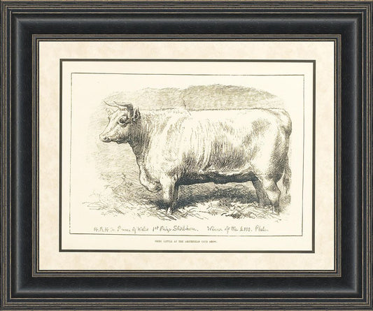 Prize Cattle I
