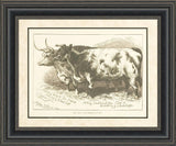 Prize Cattle II