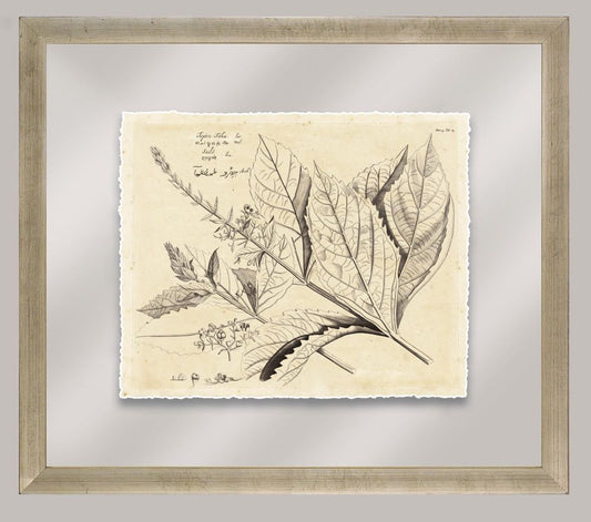 Rheede's Botanicals I