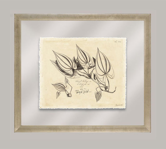 Rheede's Botanicals II