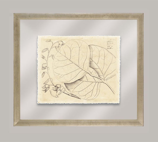 Rheede's Botanicals III