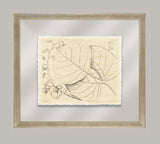 Rheede's Botanicals III