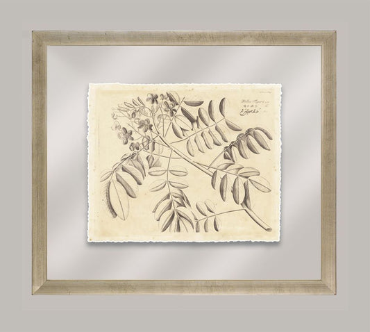 Rheede's Botanicals IV