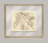 Rheede's Botanicals IV