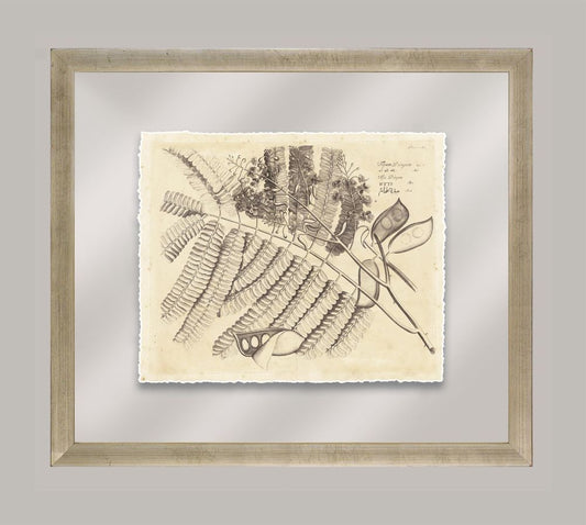 Rheede's Botanicals V