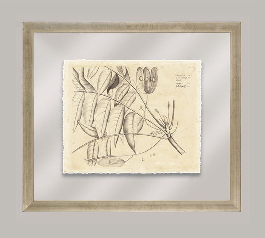 Rheede's Botanicals VI