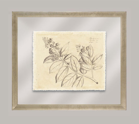 Rheede's Botanicals VII