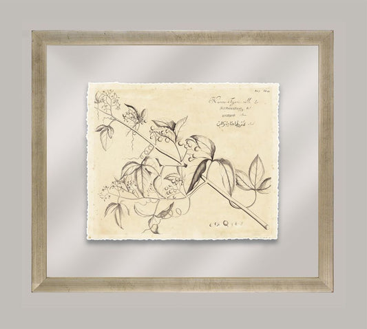 Rheede's Botanicals VIII