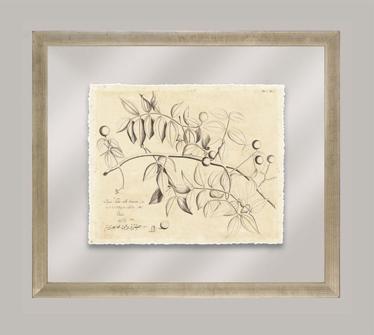 Rheede's Botanicals IX