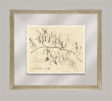 Rheede's Botanicals IX