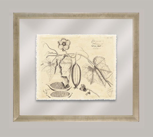 Rheede's Botanicals X