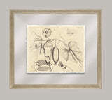 Rheede's Botanicals X