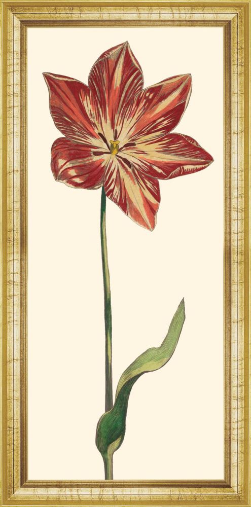 Red Tulip I