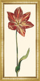 Red Tulip I