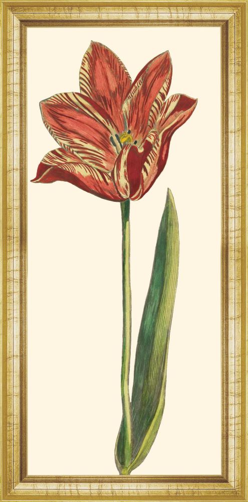 Red Tulip III