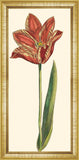 Red Tulip III