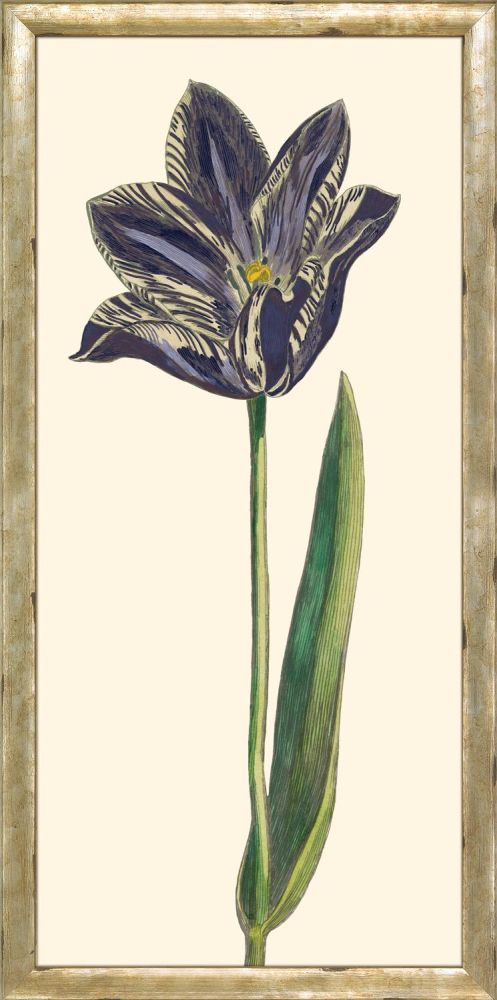 Purple Tulip III