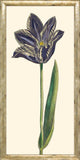 Purple Tulip III