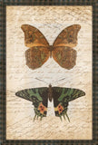 Butterflies With Writing I