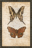 Butterflies With Writing IV