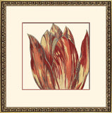 Curtis Flower Head II A