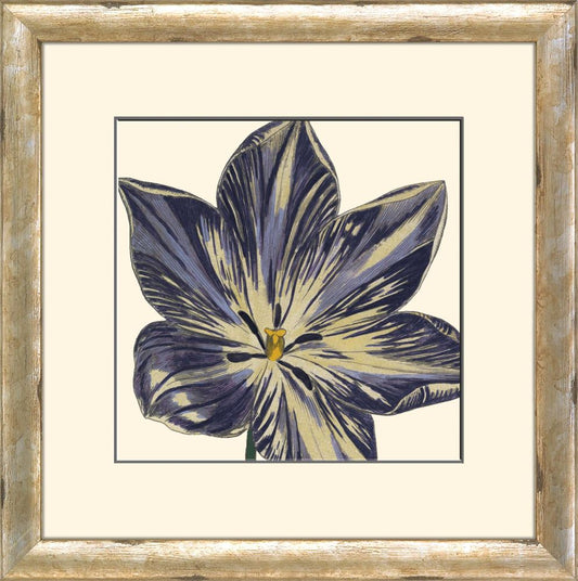 Curtis Flower Head IV A