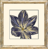 Curtis Flower Head IV A