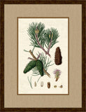 PINECONES I