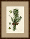 Pinecones II