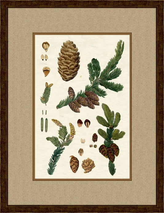 Pinecones III