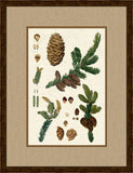 Pinecones III