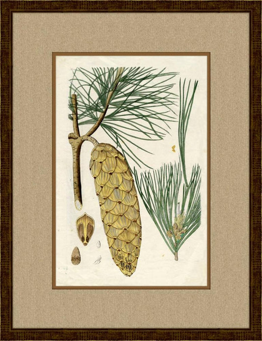 Pinecones IV