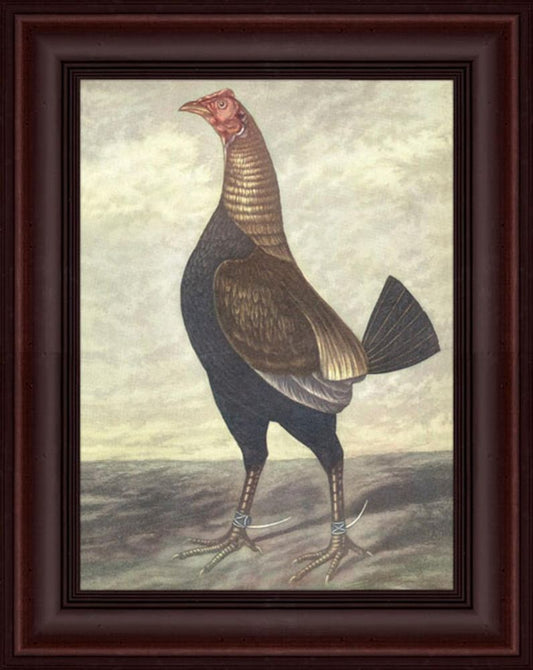 El Capitaine Rooster