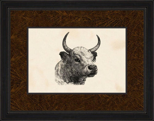 Chillingham Bull Head