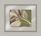 Rheede's Green Linen I