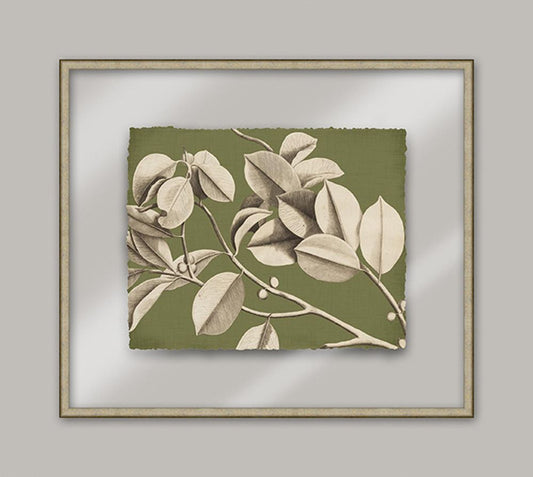 Rheede's Green Linen II