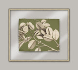 Rheede's Green Linen II