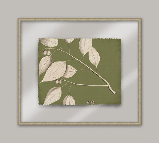 Rheede's Green Linen III