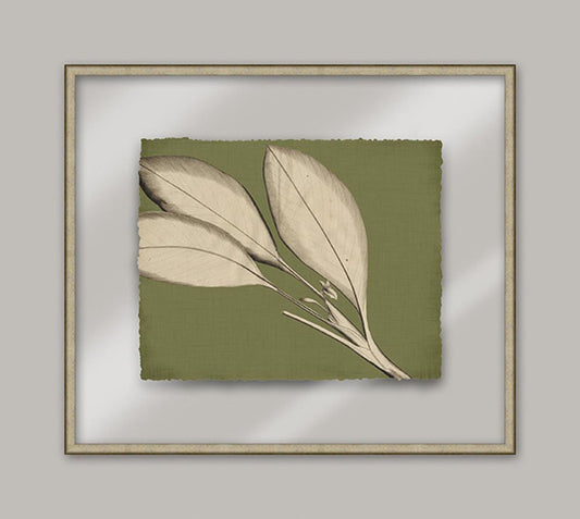 Rheede's Green Linen IV