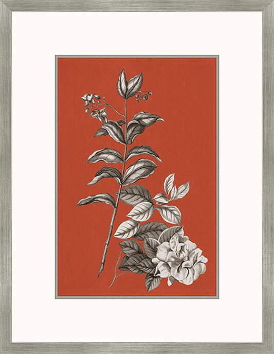 Buchoz Flowers On Sienna III