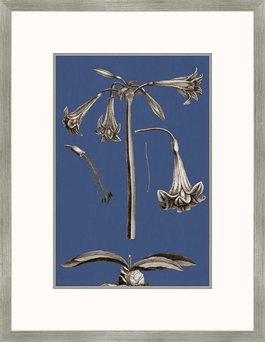 Buchoz Flowers On Marine IV