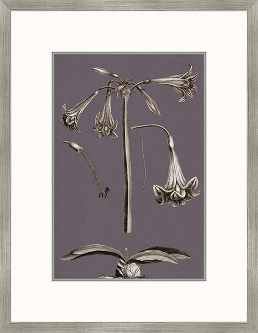 Buchoz Flowers On Amethyst IV