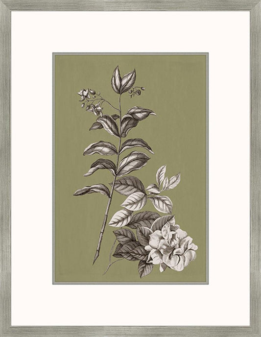 Buchoz Flowers On Sage III