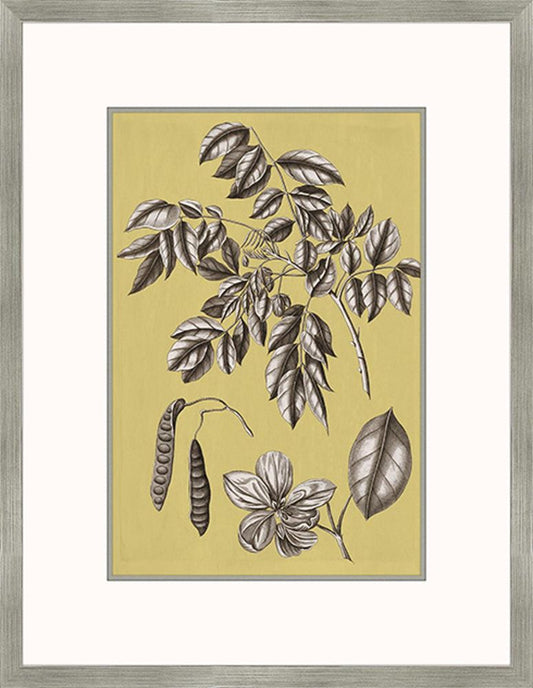 Buchoz Flowers On Citron II