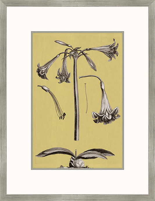 Buchoz Flowers On Citron IV