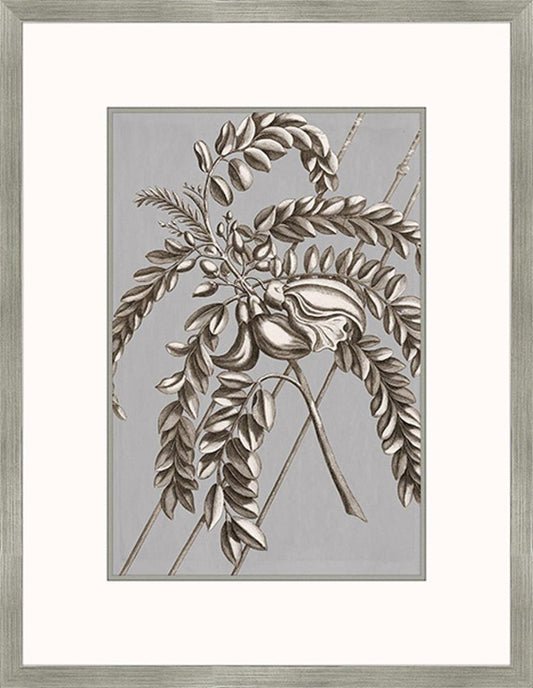 Buchoz Flowers On Gray I